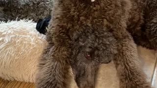 Puppy sits on her sister’s head!