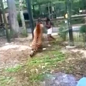 Moment New Jersey woman hopped fence at NJ zoo, trying to pet 500-pound Bengal tiger