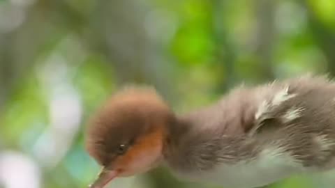 Baby duck 🦆 1st ever flying with flying colors ❤️👏