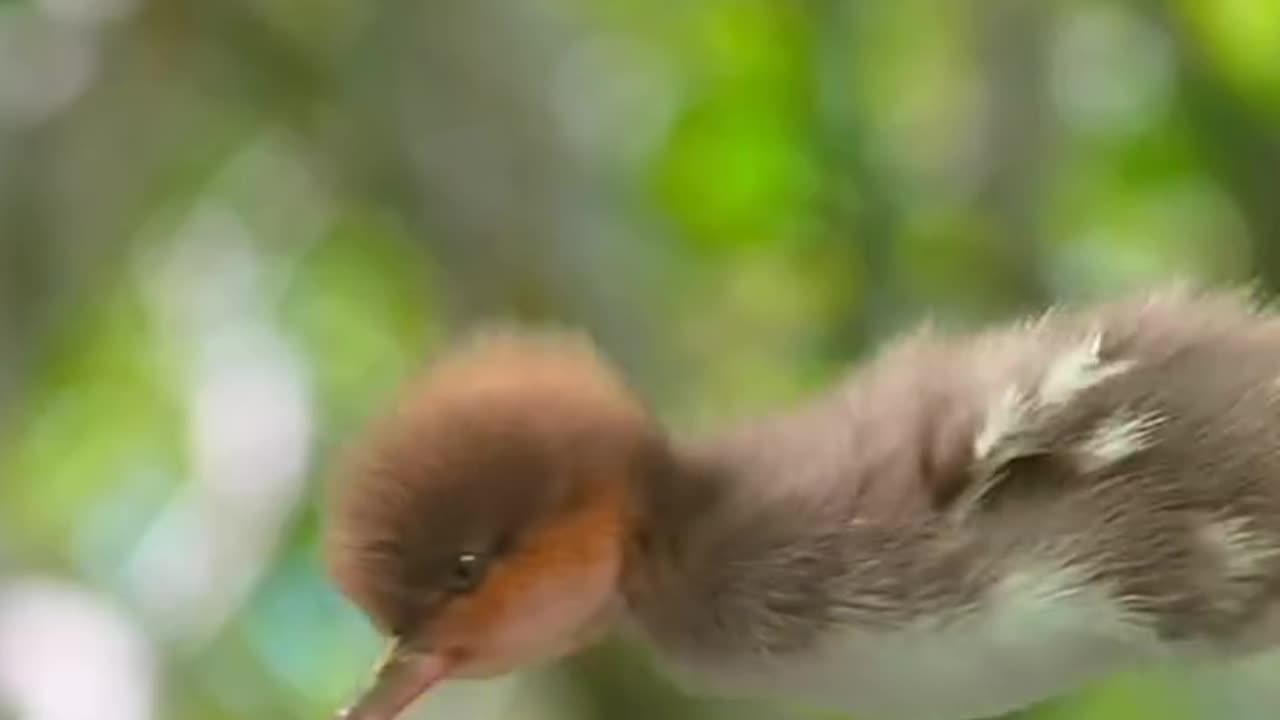 Baby duck 🦆 1st ever flying with flying colors ❤️👏