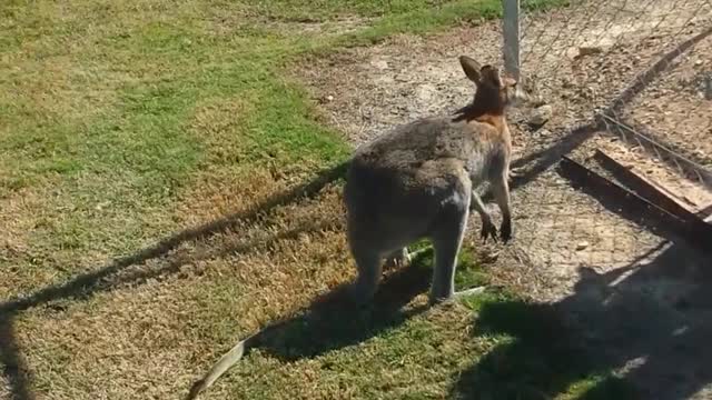 Clumsy Kangaroo Crashes into Fence