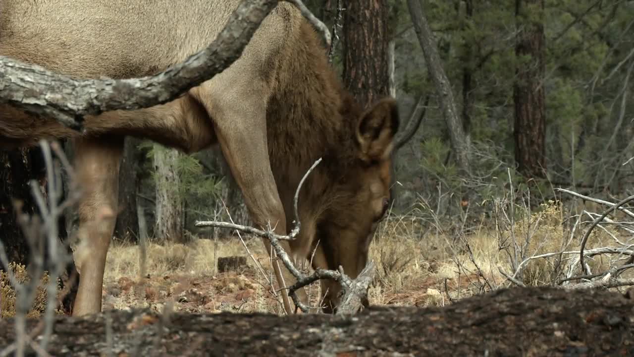 Wapiti - North American Elk Foraging for food in the forest