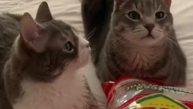 Funny and cute cats will make you laugh all day long🤣🤣 funny cats