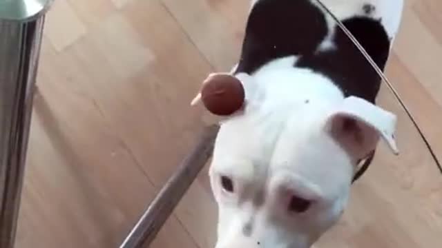 Dog Is CONFUSED by Glass Table