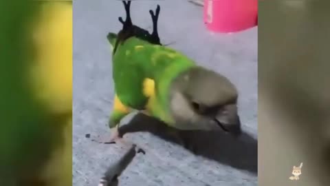 parrots Funny clips