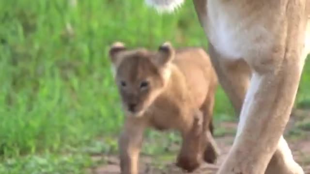 South Africa Forest Dangerous Lion With his baby lion