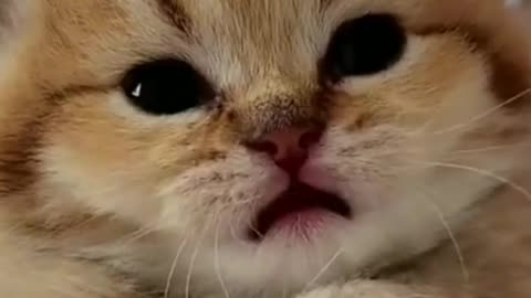 Cute 🥰🥰 cat 🐈 Kittens