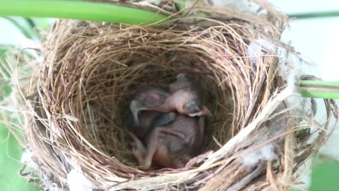 bird 22 June 2018 MVI 3321 3332 3337 3345 3346 3346 3347 3354 3355 3367 3390 3391