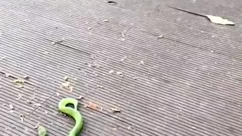 0:08 / 0:13 Monkey Fake Snake Prank 😀😀 Monkey Funny Video 😀😀#shorts