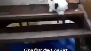 Dog dances with bride during wedding so cute
