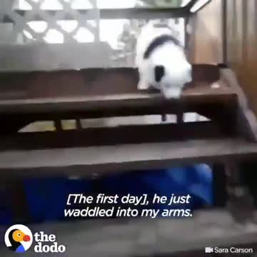 Dog dances with bride during wedding so cute