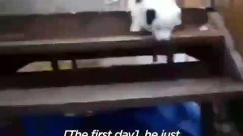 Dog dances with bride during wedding so cute