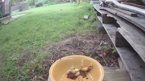 Fort Possumter: August 7-8