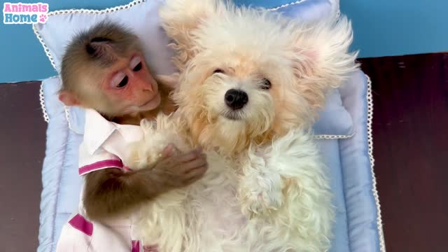 Monkey and dog beautiful video