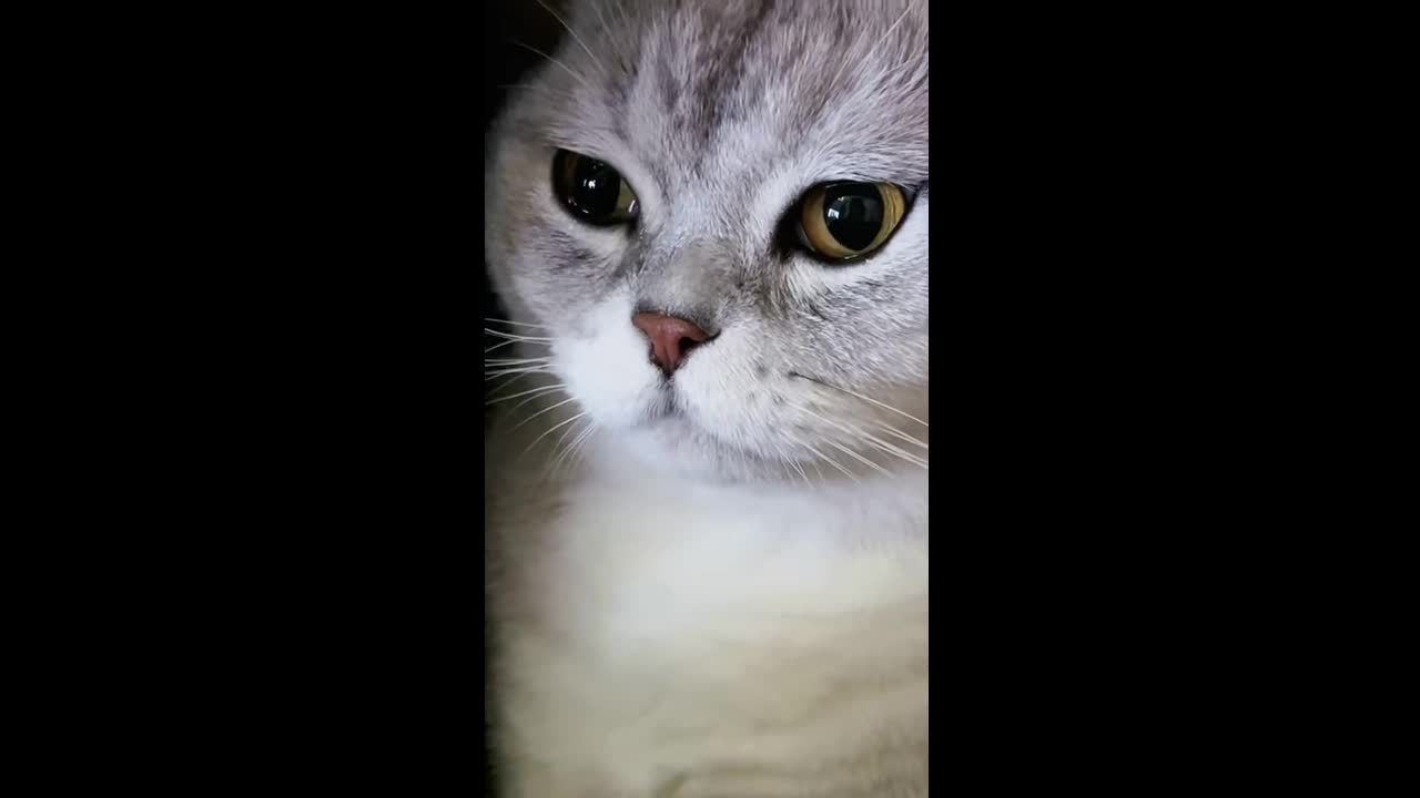 Cat Videos | Best Cute Baby Cat (2021) | Cat Videos [Tik Tok Videos] Compilation | Amazing Cat