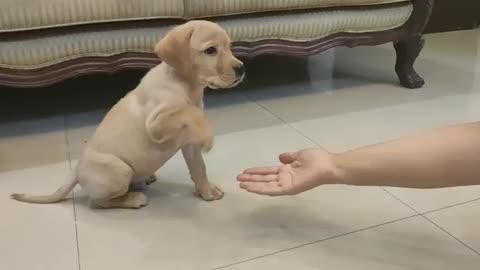 ##Labrador puppy training