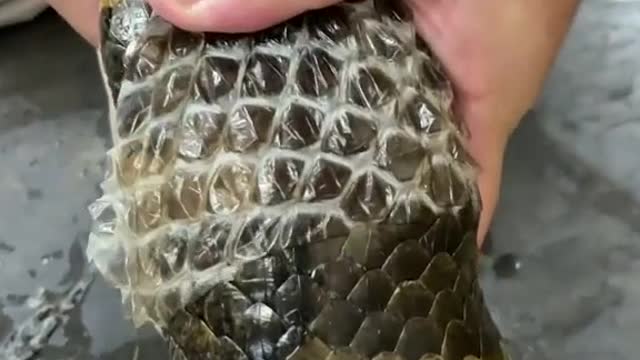 Help the giant anaconda shed its skin