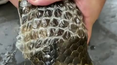 Help the giant anaconda shed its skin