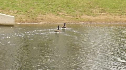 Float away, fly away geese.