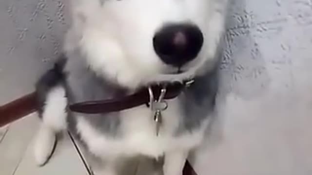 Husky bitten his shoes