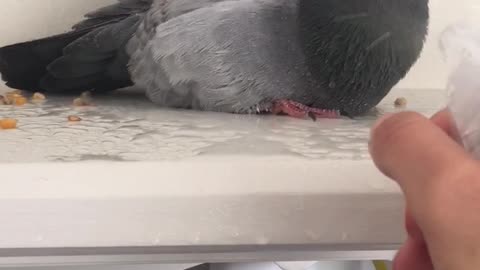 Rescue pigeon has shower