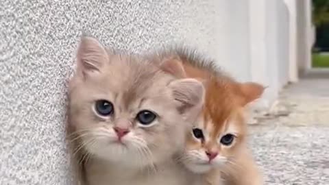 Cute Cat video