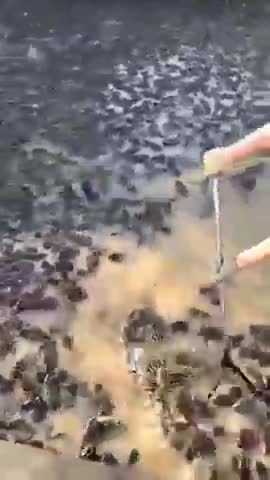 Frog Hunting #shorts #shortsfeed #shortsvideo #shortsvideoviral #shortsyoutube #shortsbeta