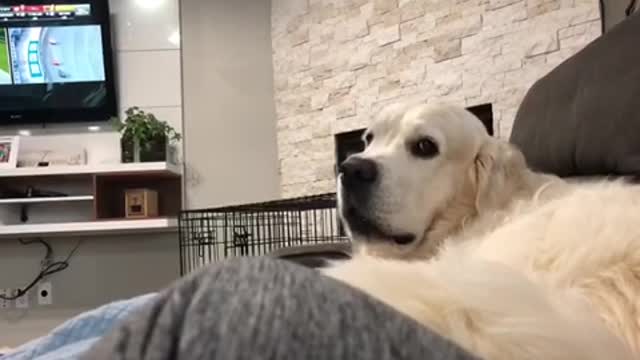 Dog Barks At Owner The Second She Stops Petting Him