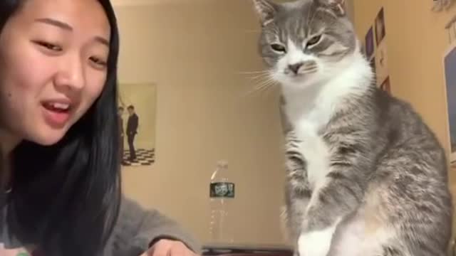 Girl's cat smacks her in the face when she tried to talk to him.