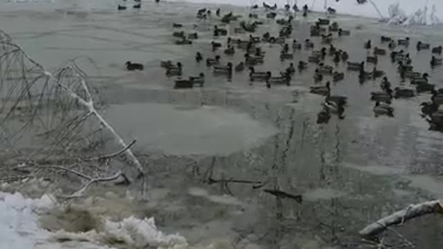 Amanda Grace Talks..Noahs Ark Animal Sanctuary, After The Storm