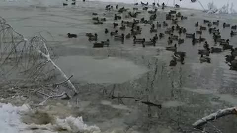 Amanda Grace Talks..Noahs Ark Animal Sanctuary, After The Storm