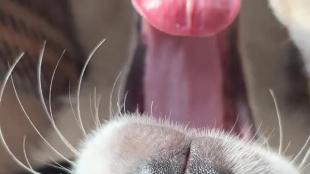Dog Enjoys Gentle Massage From Owner While Lying on Their Back