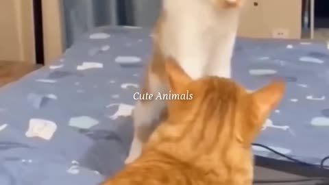 funny animals