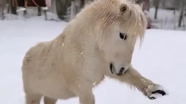 Short Height Polar Pony || Cute horse Kid