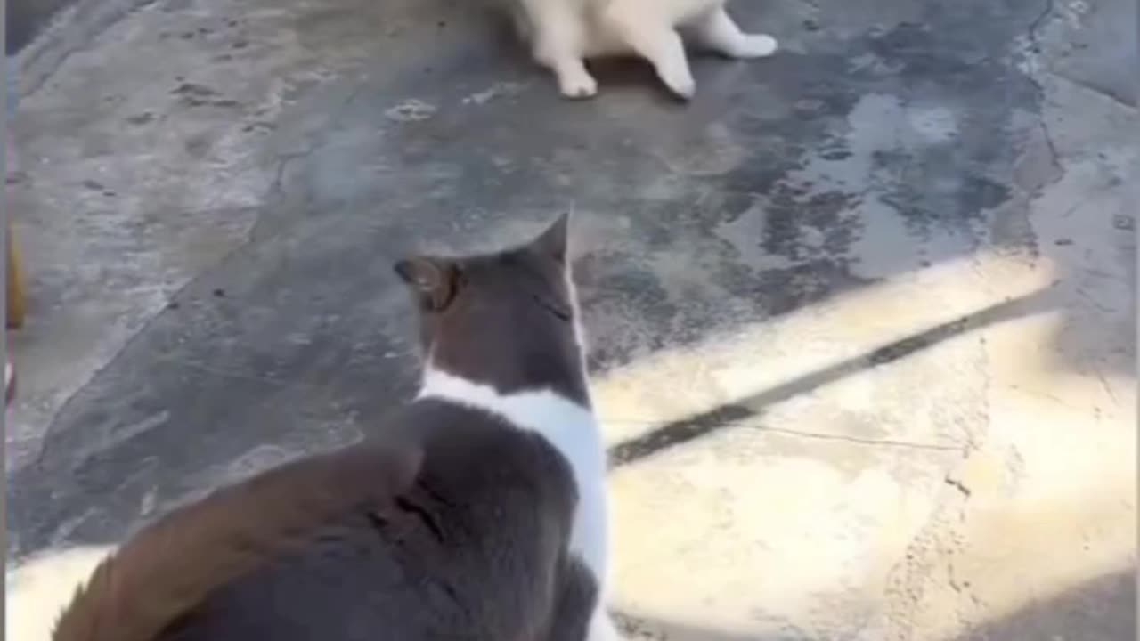 A funny cat fight on streets 😹