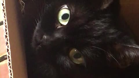 Adorable cat hiding from Jack the Sparrow