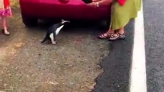 Friendly penguin poses for pictures…