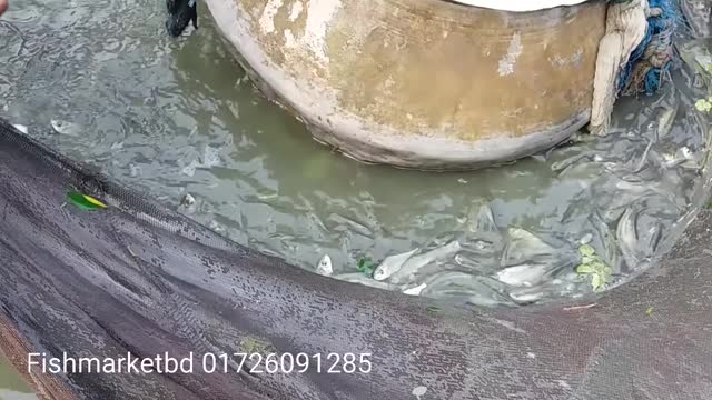 Mixed Carp Fish seeds Farm With Net Fishes