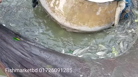 Mixed Carp Fish seeds Farm With Net Fishes