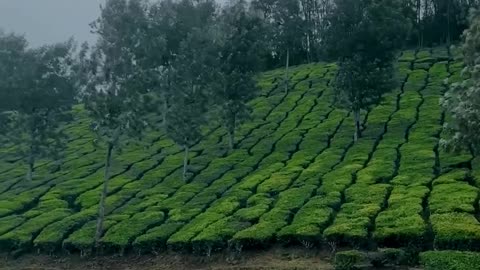 Captivating Forests: A Symphony of Nature's Beauty