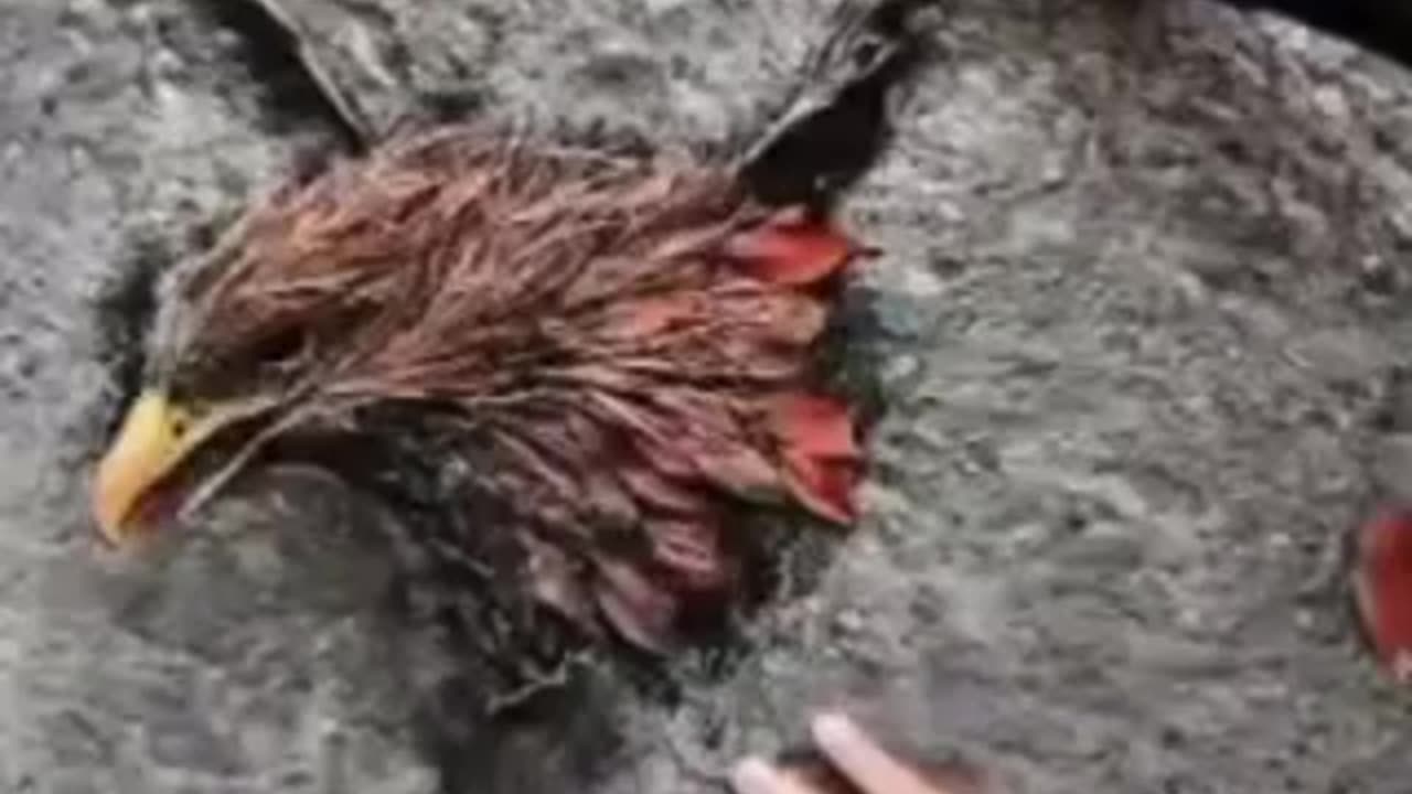 Creating a beautiful image with dry leaves🦅🦅