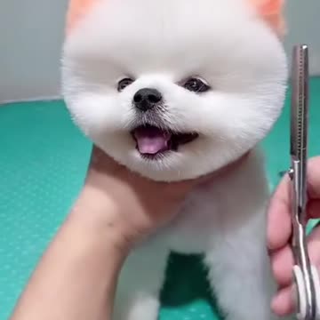 Cute baby dag hair cutting