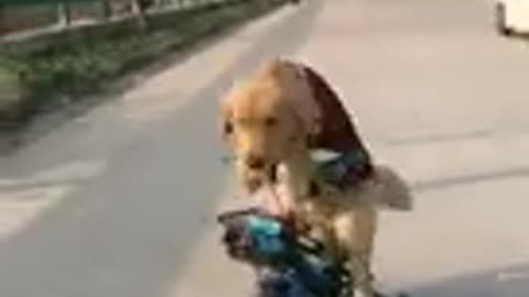 Cycling Cute Dog Funny Video