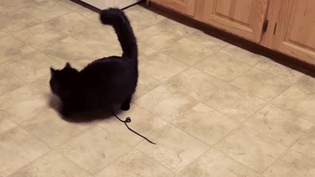 Black cat spins around in kitchen with string on him