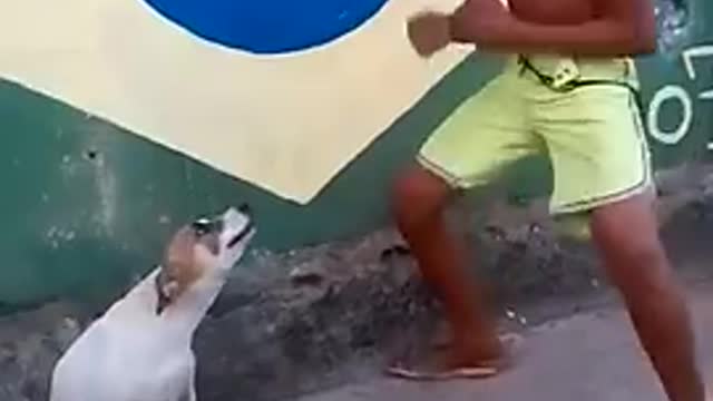 Brazillian dog funny dancing