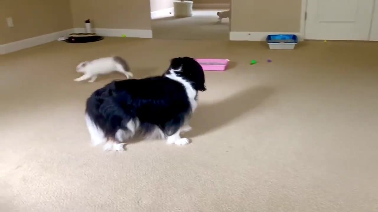 Tiny Ragdoll Kitten Ambushes Cavalier King Charle