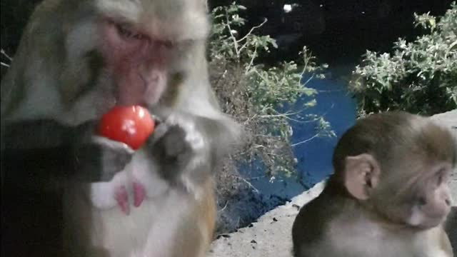Monkey at night