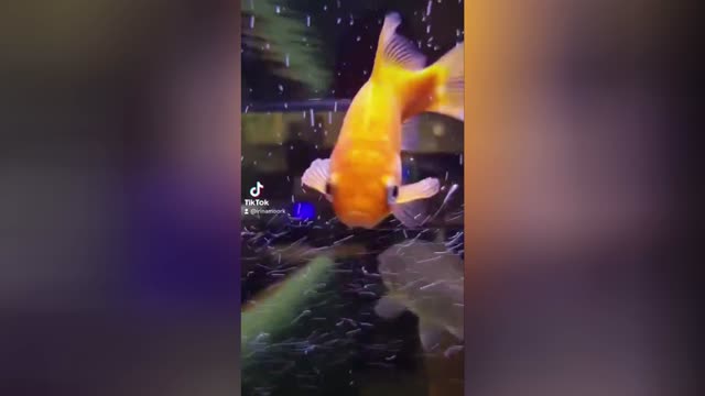 Рыбки шептуны ** Whisperer fish