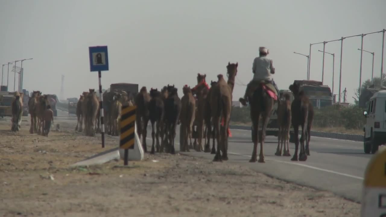 Group of Camels Walking Next to the Road in Rajasthan