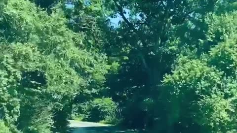 Nature driving